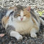 뚱냥이 고양이 비만 원인과 치료 예방법 비만 고양이