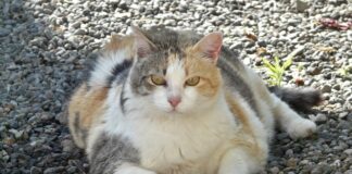 뚱냥이 고양이 비만 원인과 치료 예방법 비만 고양이