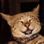 사육 허가가 필요한 사바나 캣 특징 성격 수명 키우는 법 사바나 캣