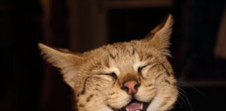 사육 허가가 필요한 사바나 캣 특징 성격 수명 키우는 법 사바나 캣