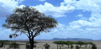 세렝게티 고양이 특징 성격 수명 돌보는 법 세렝게티 고양이