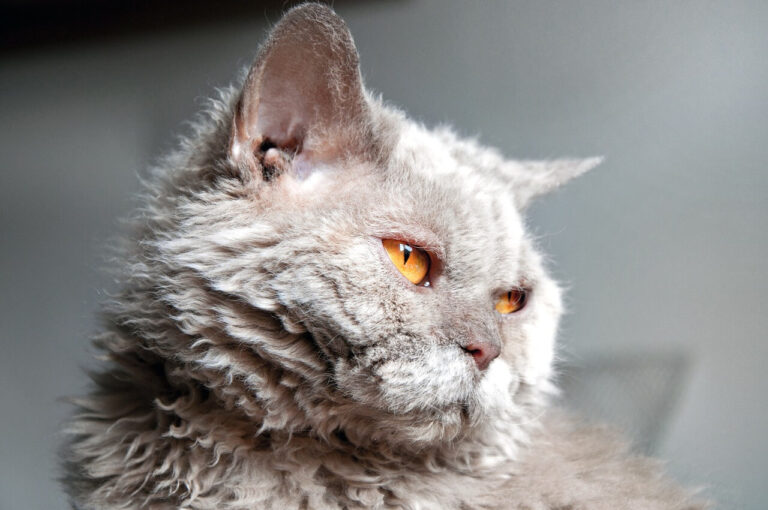 곱슬 고양이 셀커크 렉스 성격 특징 수명 질병 키우는 법