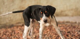 아메리칸 폭스하운드 성격 수명 질병에 대한 모든 것 아메리칸 폭스하운드