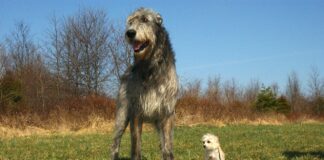 아이리시 울프하운드 가장 키가 큰개 성격과 특징 돌보는 법 아이리시 울프하운드