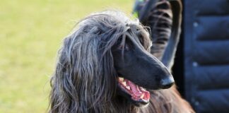 아프간 하운드 화려한 외모의 개 성격과 특징 돌보는 법 아프간 하운드