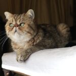 납작한 얼굴 엑조틱 쇼트헤어 특징 성격 수명 키우는 법 엑조틱 쇼트헤어