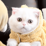 흰 고양이 종류 및 특징 7가지 품종 엑조틱 쇼트헤어 성격