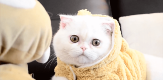 흰 고양이 종류 및 특징 7가지 품종 엑조틱 쇼트헤어 성격