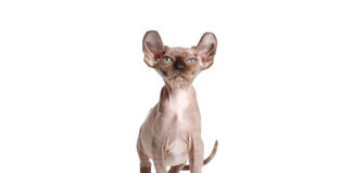 희귀종 엘프 고양이 특징 성격 수명 질병 키우는 법 엘프 고양이