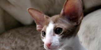 300가지 색 고양이 오리엔탈 숏헤어 특징 성격 수명 질병 키우는 법 오리엔탈 숏헤어
