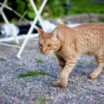 오시캣 특징부터 성격 수명 질병 키우는 법 오시캣