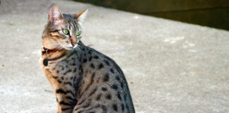 가장 빠른 고양이 이집션 마우 특징 성격 수명 질병 키우는 법 이집션 마우