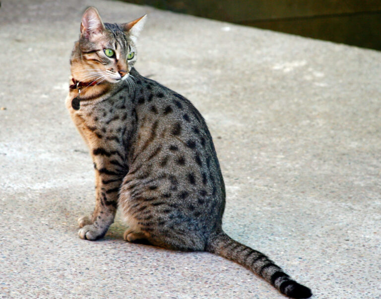 가장 빠른 고양이 이집션 마우 특징 성격 수명 질병 키우는 법