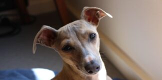 이탈리안 그레이하운드 작은 사냥개 성격과 특징 이탈리안 그레이하운드