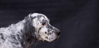 신사 개 잉글리시 세터 성격 수명 질병에 대한 모든 것 잉글리시 세터