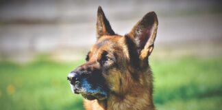 저먼 셰퍼드 성격, 특징, 수명, 돌보는 법에 대한 모든 것 저먼 셰퍼드 성격