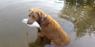 체서피크 베이 리트리버에 대한 모든 것 성격 수명 질병 체서피크 베이 리트리버