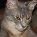 특대형 쵸시 고양이 특징 성격 수명 질병 키우는 법 쵸시 고양이 특징