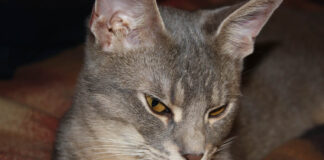 특대형 쵸시 고양이 특징 성격 수명 질병 키우는 법 쵸시 고양이 특징