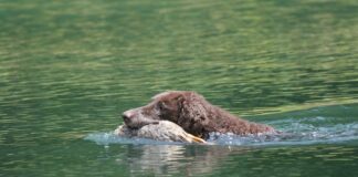 컬리 코티드 리트리버에 대한 모든 것 성격 수명 질병 컬리 코티드 리트리버 키우는 법