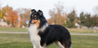 콜리 종류 및 특징 4가지 유형 모두 알아보기 콜리 개 키우기