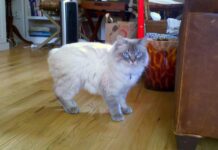 킴릭 고양이 특징 성격 수명 돌보는 법 킴릭 고양이