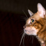 호랑이 닮은 토이거 고양이 특징 성격 수명 키우는 법 토이거 고양이