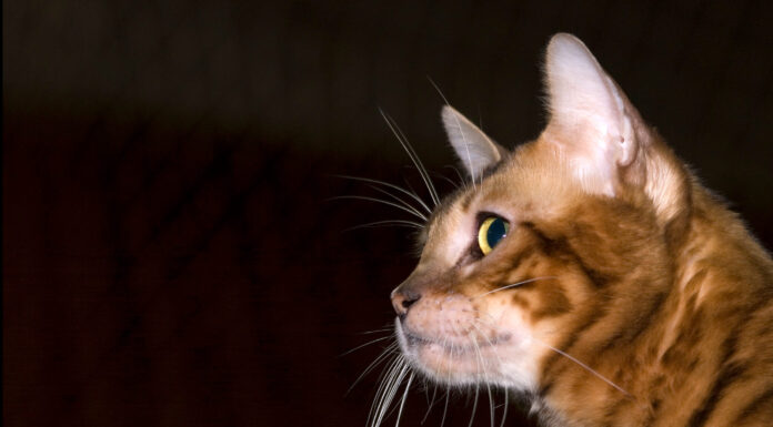 호랑이 닮은 토이거 고양이 특징 성격 수명 키우는 법 토이거 고양이