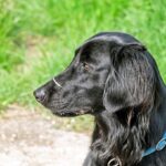 플랫 코티드 리트리버에 대한 모든 것 성격 수명 질병 플랫 코티드 리트리버