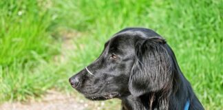 플랫 코티드 리트리버에 대한 모든 것 성격 수명 질병 플랫 코티드 리트리버