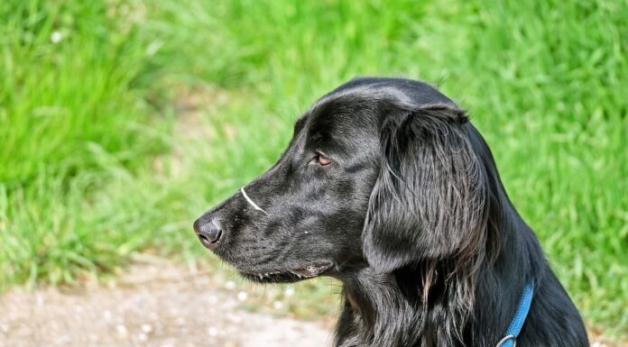 플랫 코티드 리트리버에 대한 모든 것 성격 수명 질병 플랫 코티드 리트리버