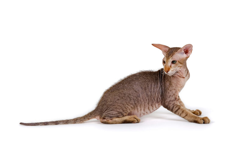 희귀한 고양이 피터볼드 특징 성격 수명 질병 키우는 법