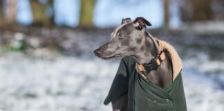 휘핏 최고의 스프린터 성격과 특징 돌보는 법 휘핏